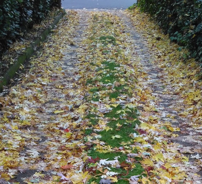 Camino lleno de hojas